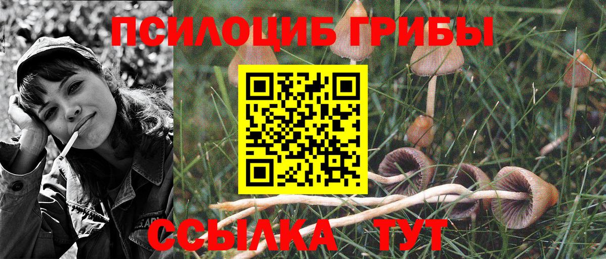 Фрязино  Псилоцибиновые грибы Psilocybe  Псилоцибиновые грибы мицелий  Вход с VPN 
